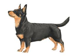 犬を家族に迎える前に